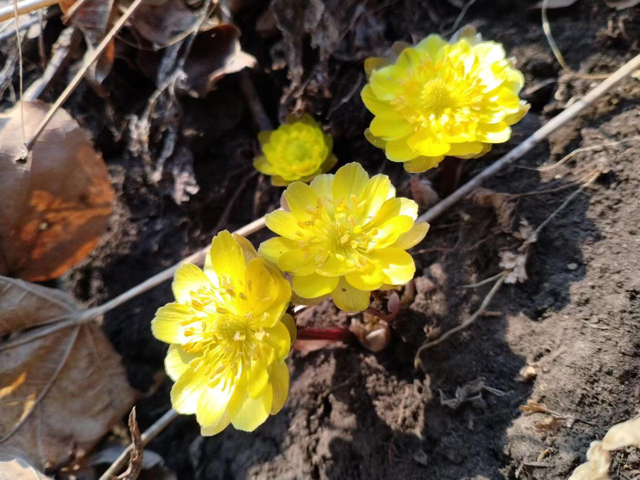 与痛风斗争的历程180早上起床，右膝盖依旧带着轻微的痛感与不适感，右