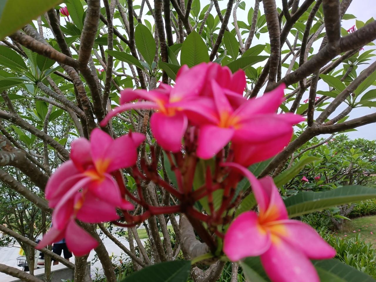 随手拍的鸡蛋花花色艳丽花朵优美花姿柔雅姹紫嫣红娇艳欲滴美丽绽放