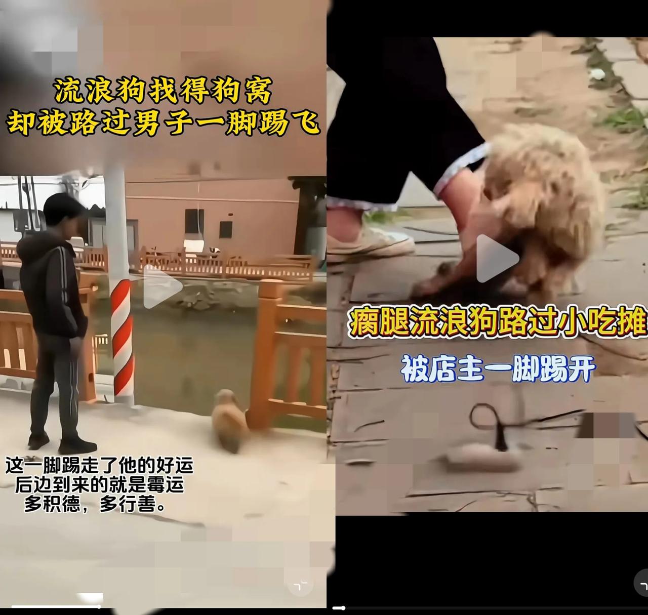 家人们，看到这样的事儿真的太让人心寒又暖心！一只流浪狗，本就命运坎
