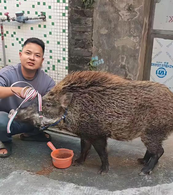 “解释不清了！”2024年12月，广东一男子在庭院干活，这时，一头野猪跑到院子里