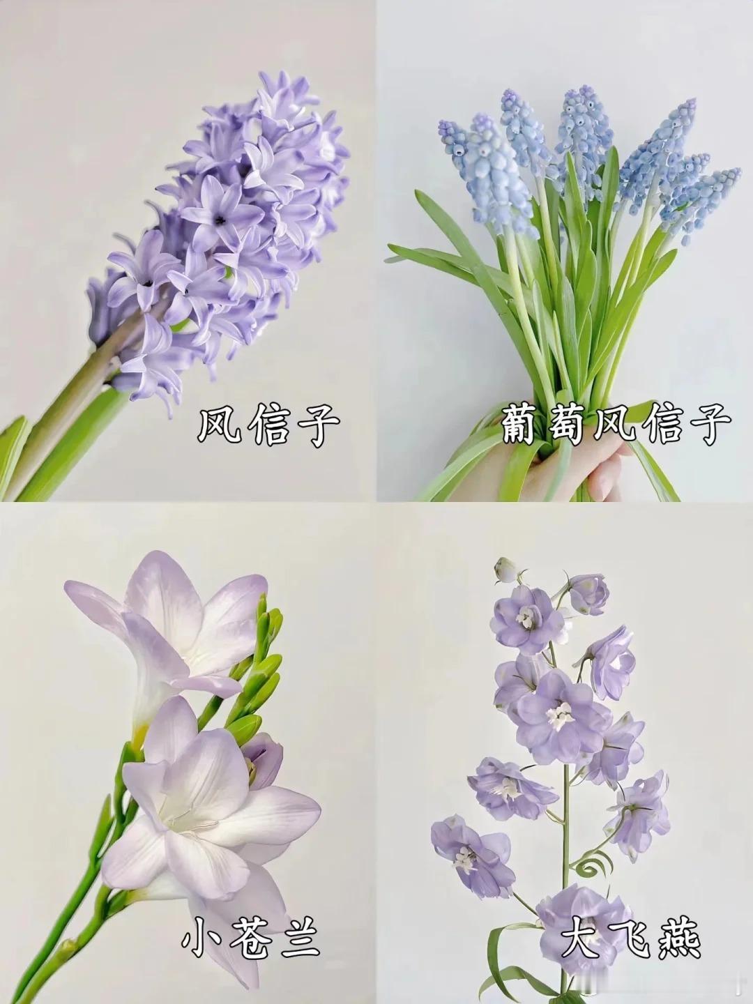 🌸《宝藏花卉图片大全与花名分享》🌸🌼首先是玫瑰，那娇艳欲滴的红色花瓣层层叠