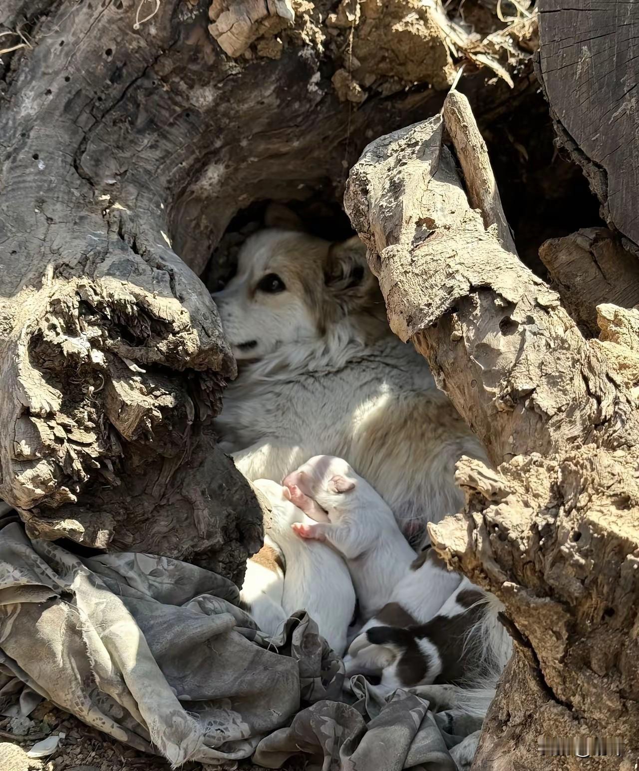 泪目了！最近天气骤降，许多地方都下起了雪，气温也下降到了零度，而一位小姐姐的家乡