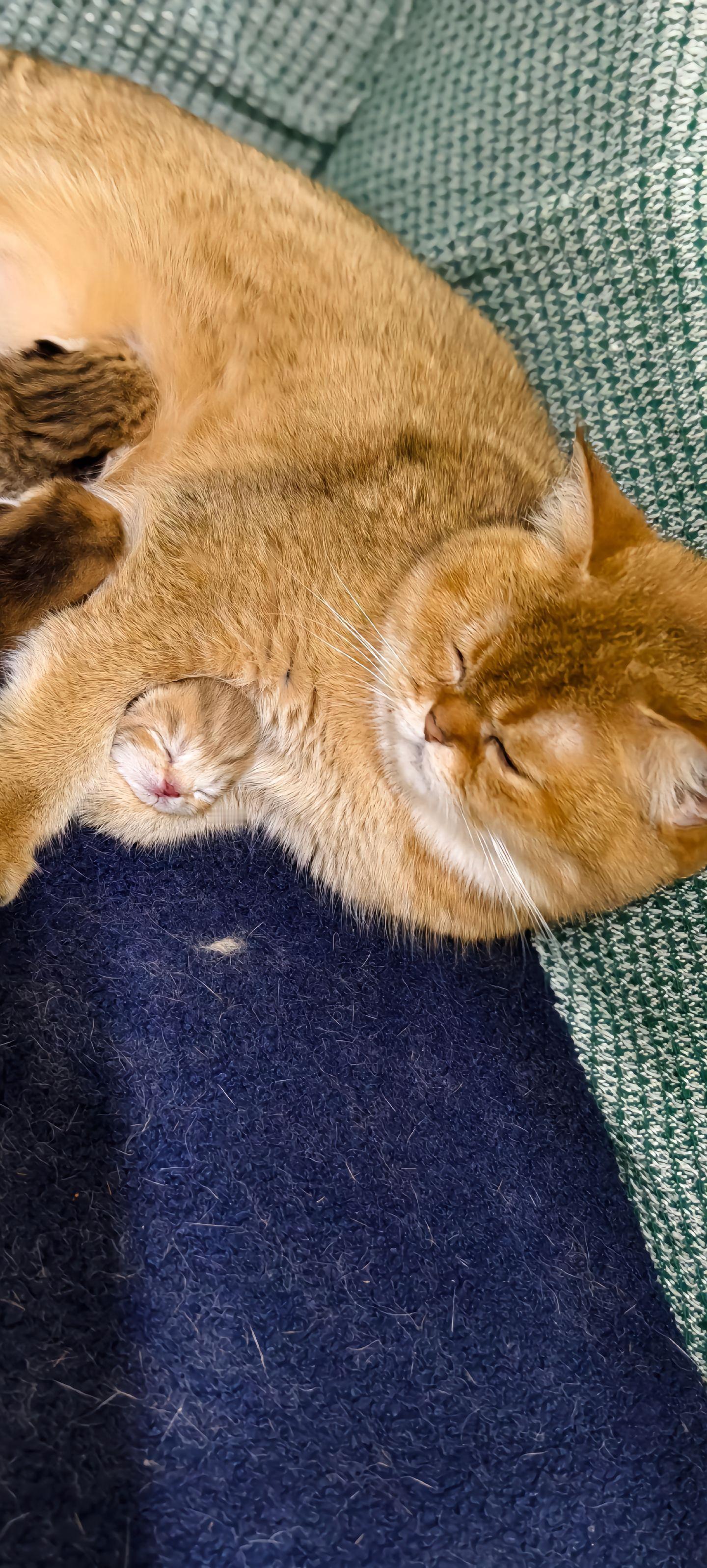 猫妈：这是我的独生子耶