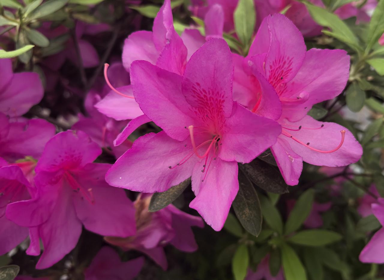 【热评】高速免费让人高兴不起来五一劳动节高速免费通行政策公布清明高速免费刚