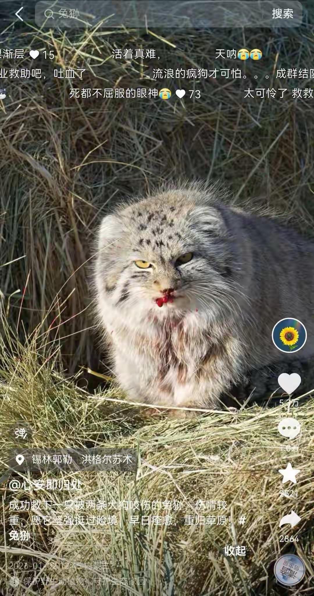 1月2日，有内蒙古锡林郭勒的网友发视频说，成功救下一只被两条大狗咬伤的兔狲，伤情