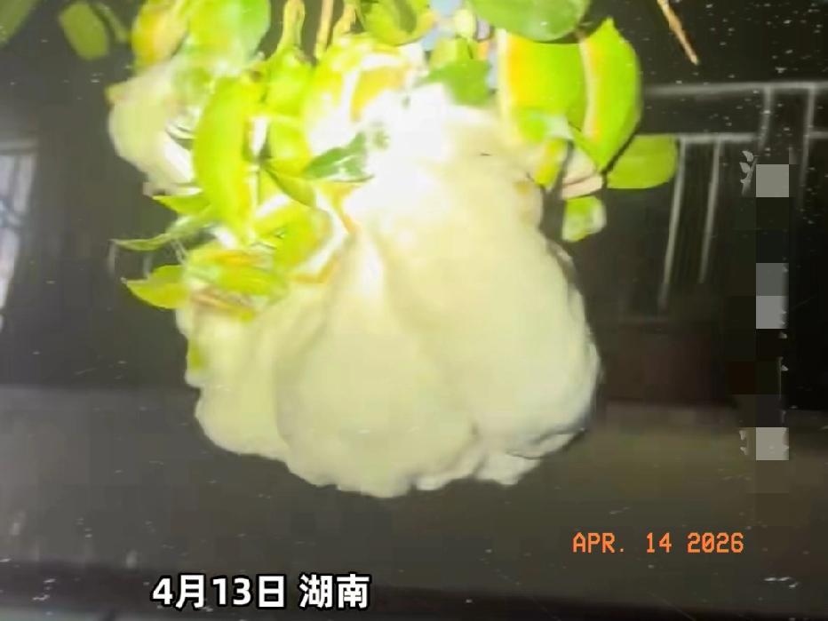 近日湖南衡阳，一男子晚上8点走在路上，突然，发现树枝上有一朵朵白色的花，看起来挺
