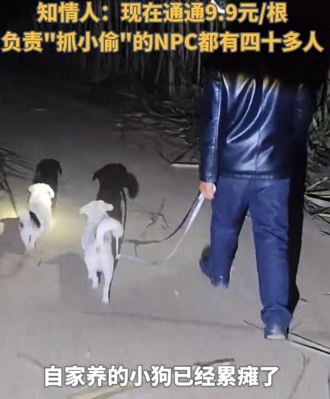 最近四川眉山有个特别火的“偷甘蔗”游戏，把网友们的热情全点燃了！老板童鹏飞把自家