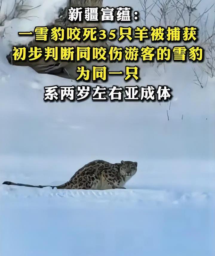 做人哪有动物舒服新疆一雪豹咬伤人潇洒离去随后又咬死牧民35只羊被抓到后不仅