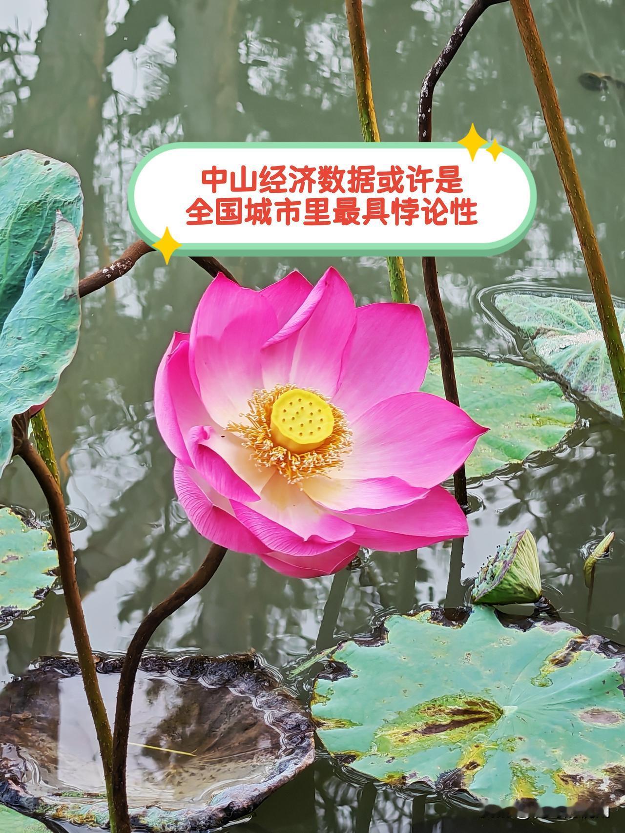 在全国所有城市里，经济数据最具悖论性的或许当属中山市。为何这样讲呢？以2025年