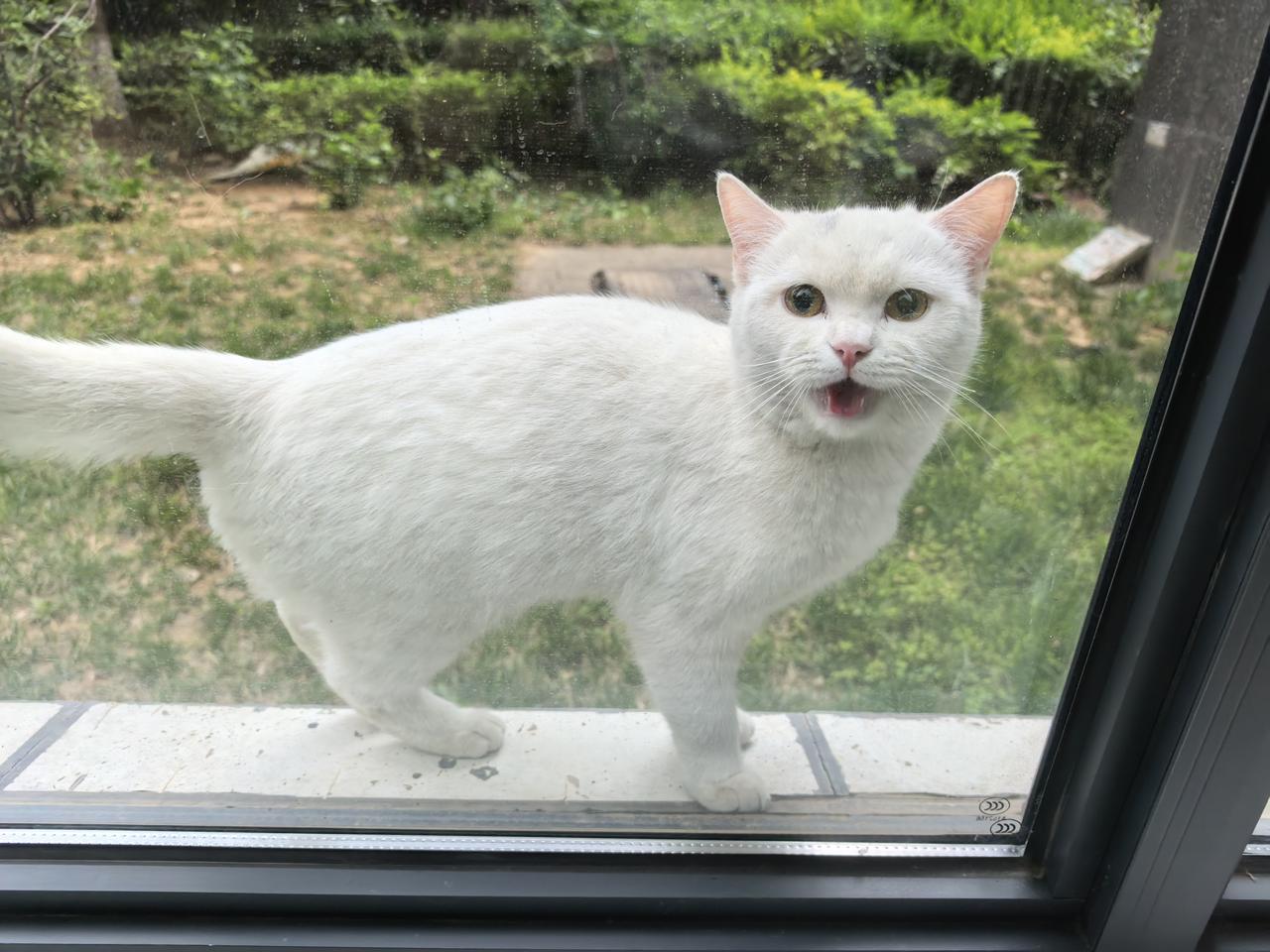 一个是玻璃窗外的流浪猫，一个是宠物猫，一个为了生活在窗外一遍遍叫，为了能得到的事