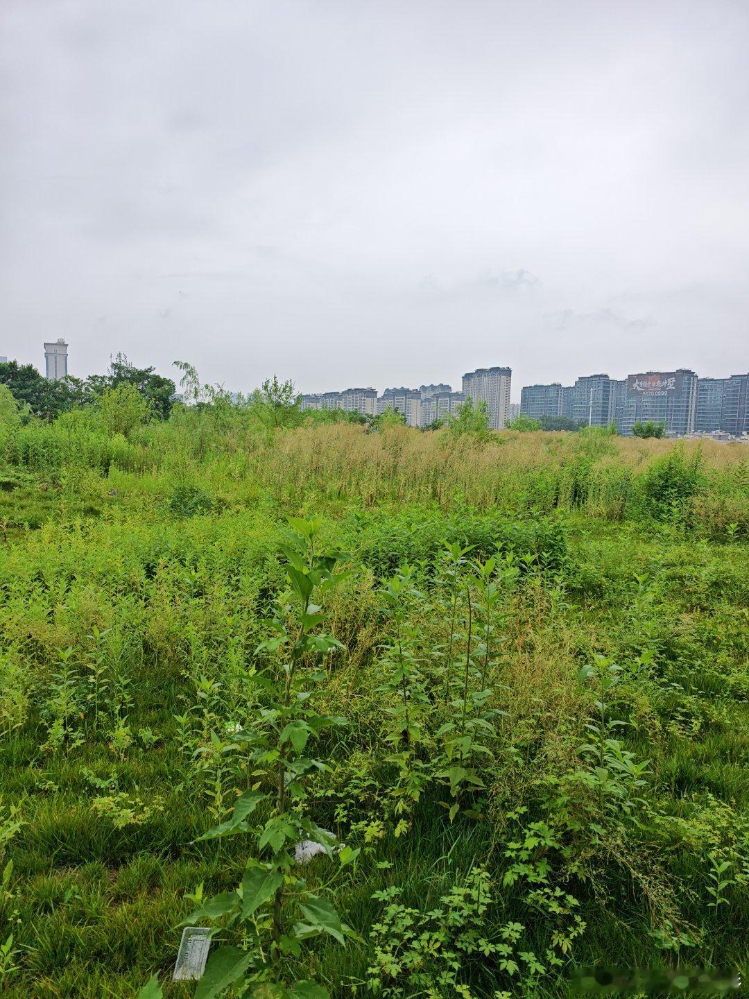 随手拍这块地300亩，每亩300万元，我想买下来种黄瓜。