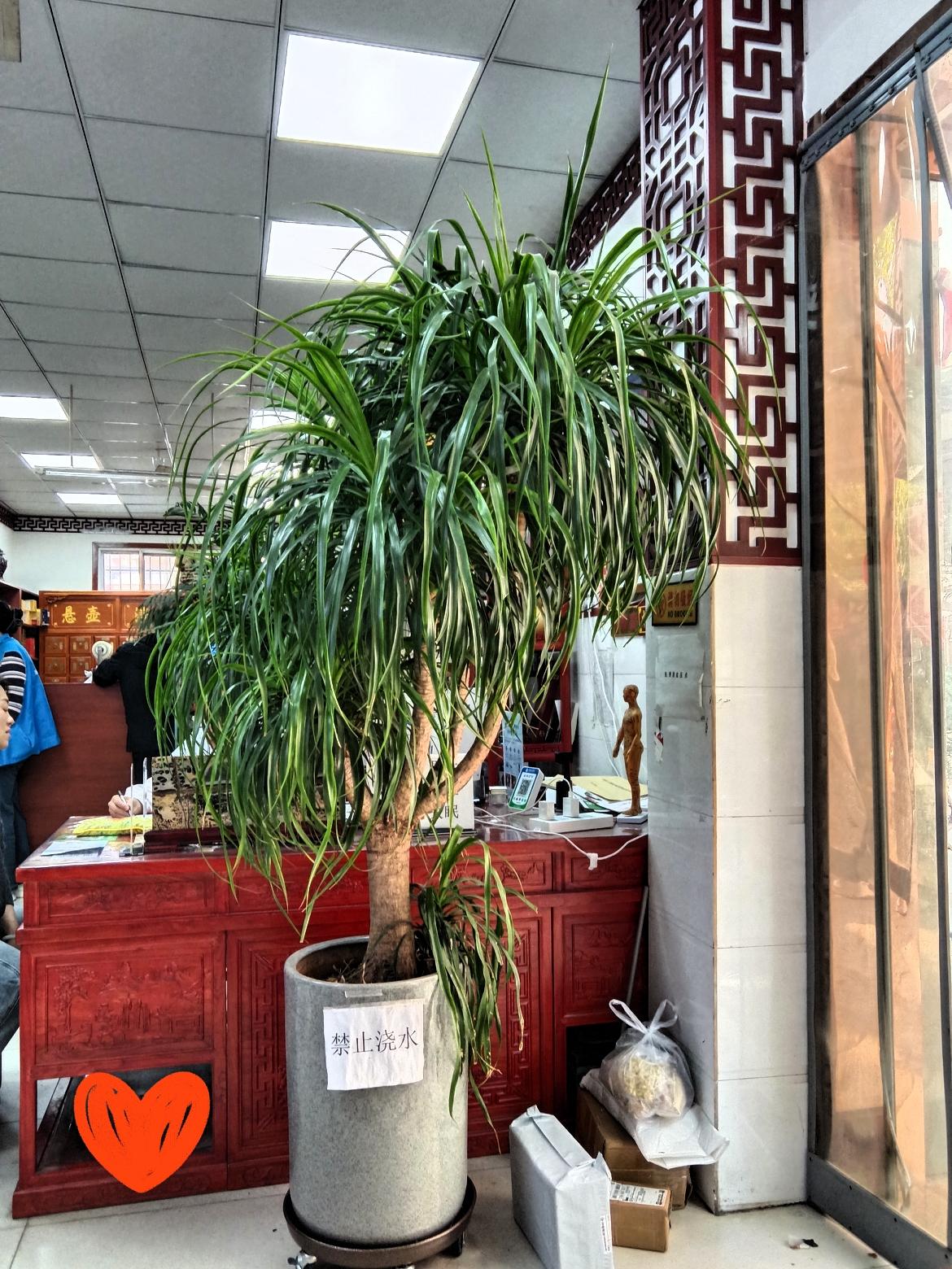 龙血树！它的树干粗壮，叶片细长像龙须一样垂下来，自带一种潇洒的氛围感，是室内