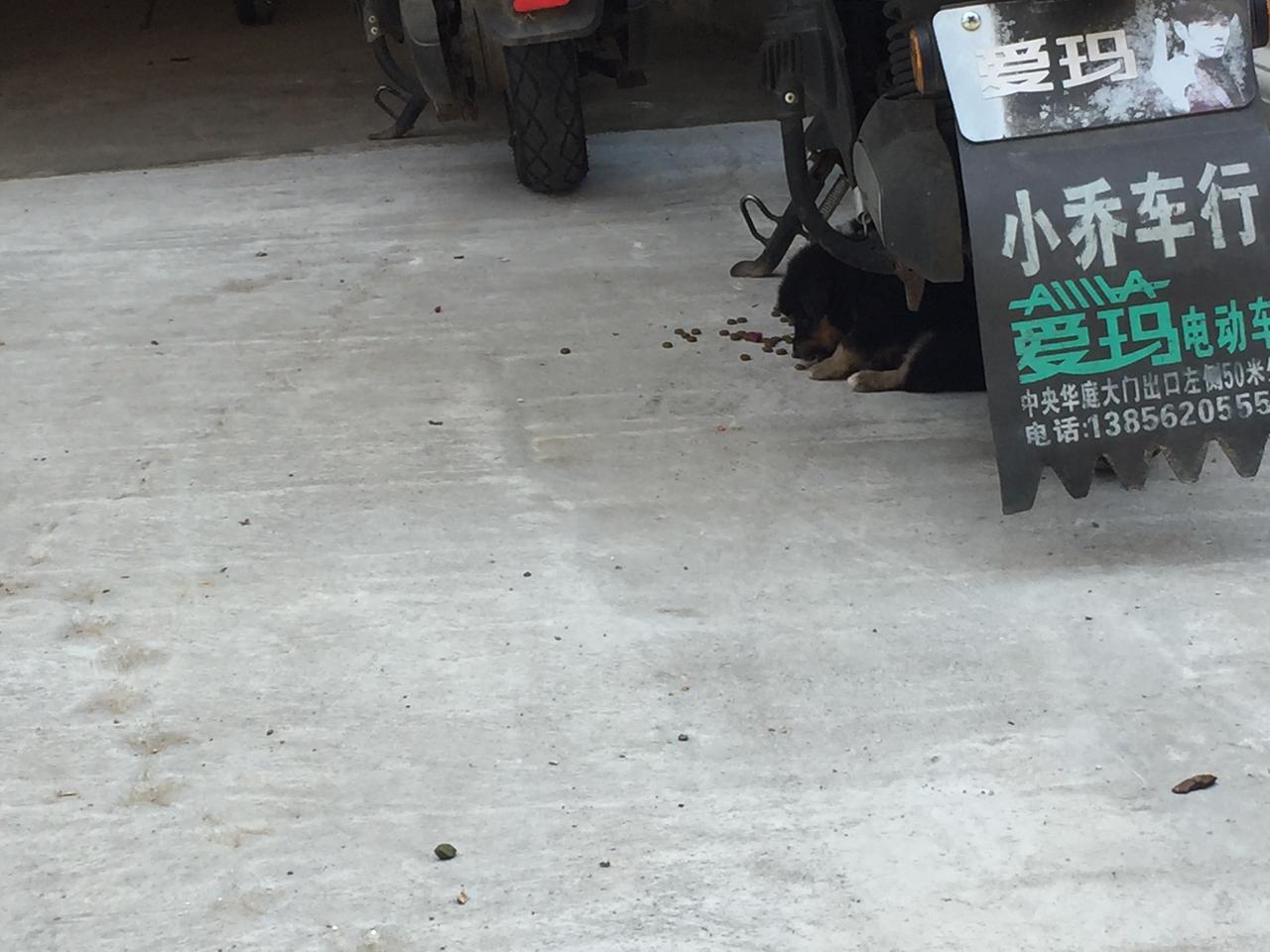 今天看到一只非常可爱的小黑狗，估计就几个月大吧，应该是别人家养的，很小很小一只。