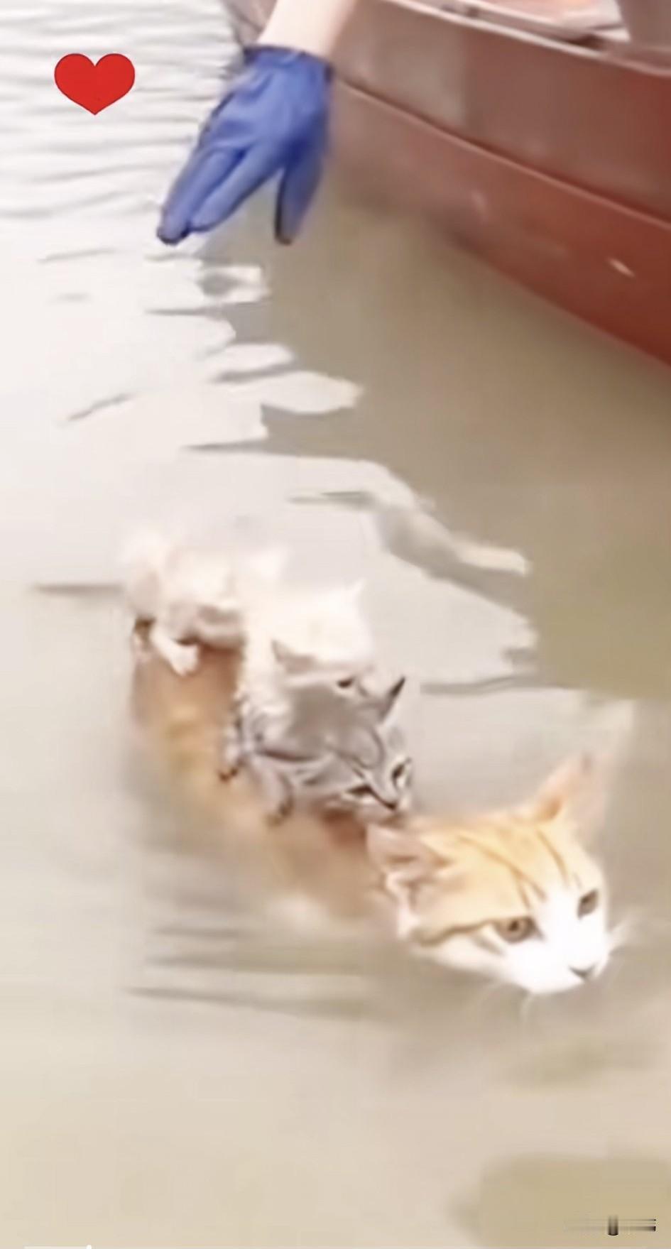 真的是为母则刚！这天一个村子发生了洪灾，一只流浪猫妈妈的家也被洪水淹没了，它拼了