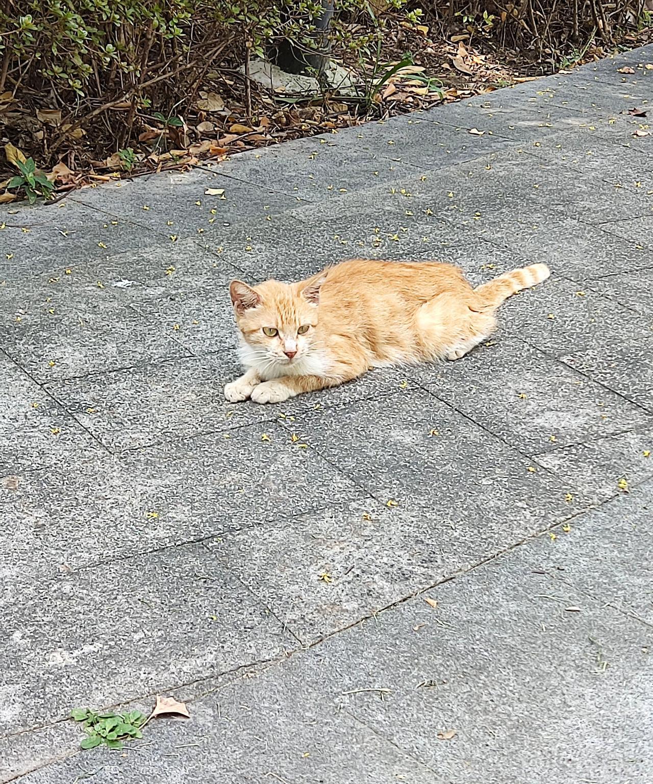 我感觉这只瘦骨嶙峋的猫快不行了，粮也不怎么吃，水也不喝，每天就这样有气无力的趴着