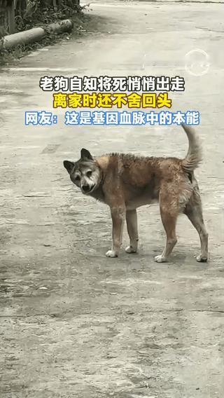看哭了。江西一男子22年前从舅舅家抱养了一只小土狗，多年来狗狗陪着他成长、结婚生
