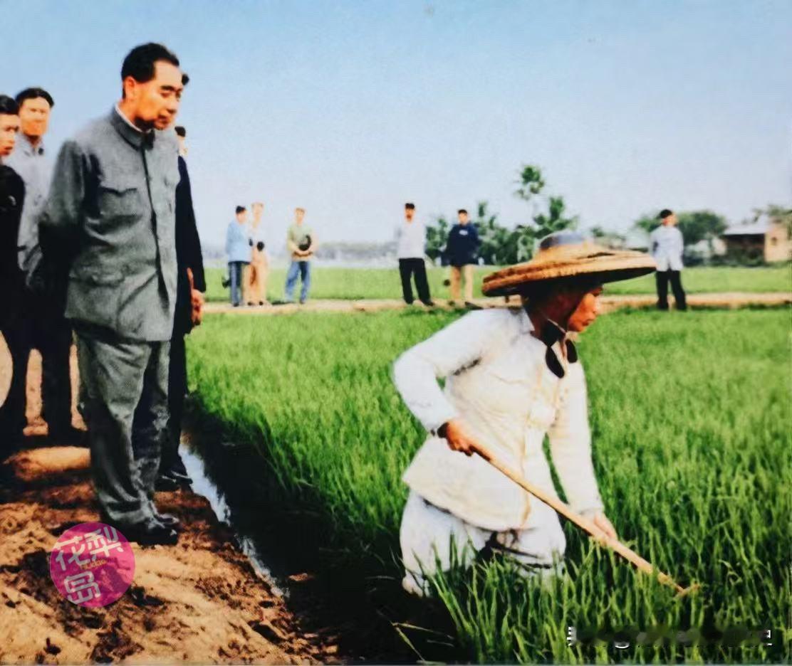 1960年，周总理亲临海南琼海大路公社的田间地头，考察农业生产与农民劳作情况。彼