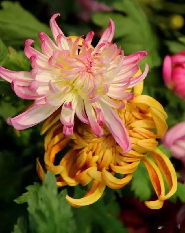 生活知足才会幸福，人心简单才会快乐，幸福是一种感觉，心态好一切都会好。