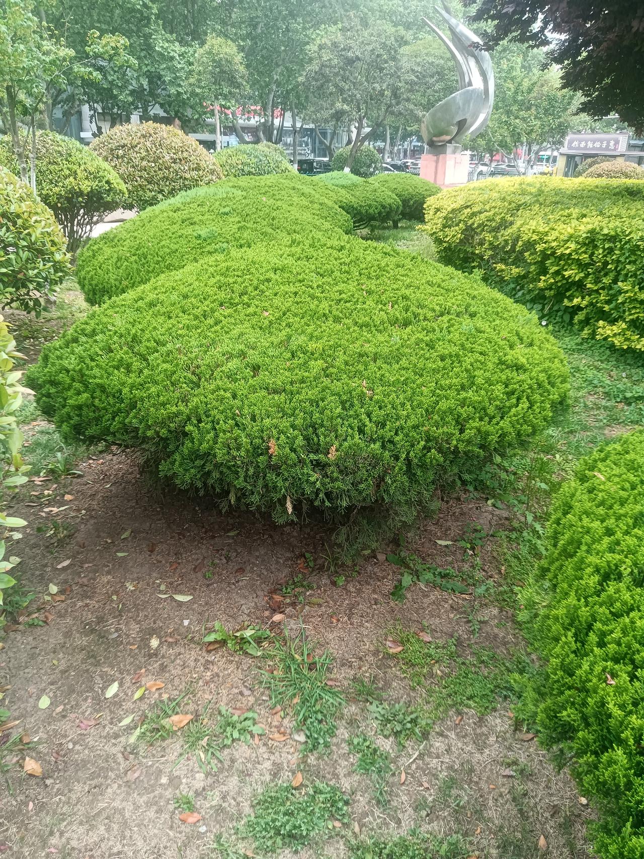 近览环境优美藏头诗文/李兴伟近览环境优美，看过思绪回味。环境保护有责，