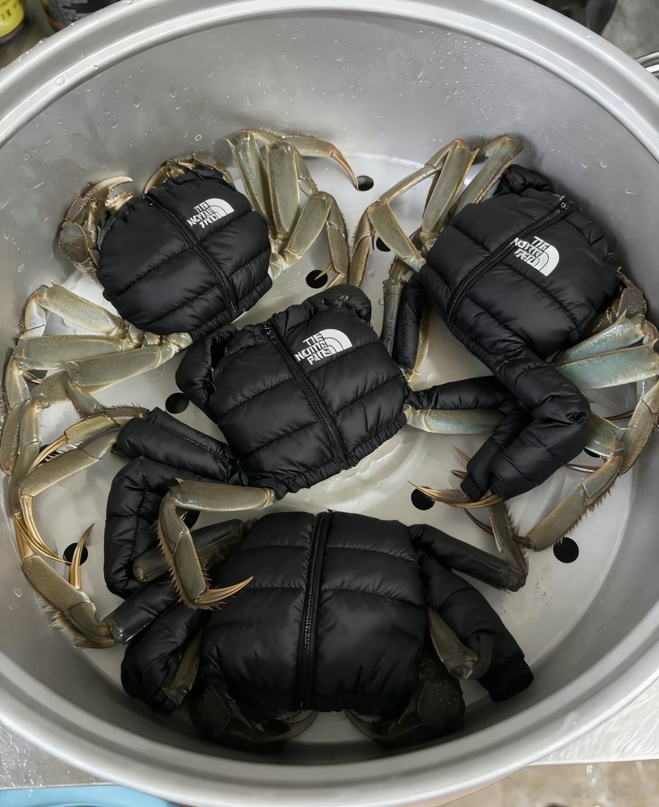 羽绒服也没想到自己会进军动物界​​​