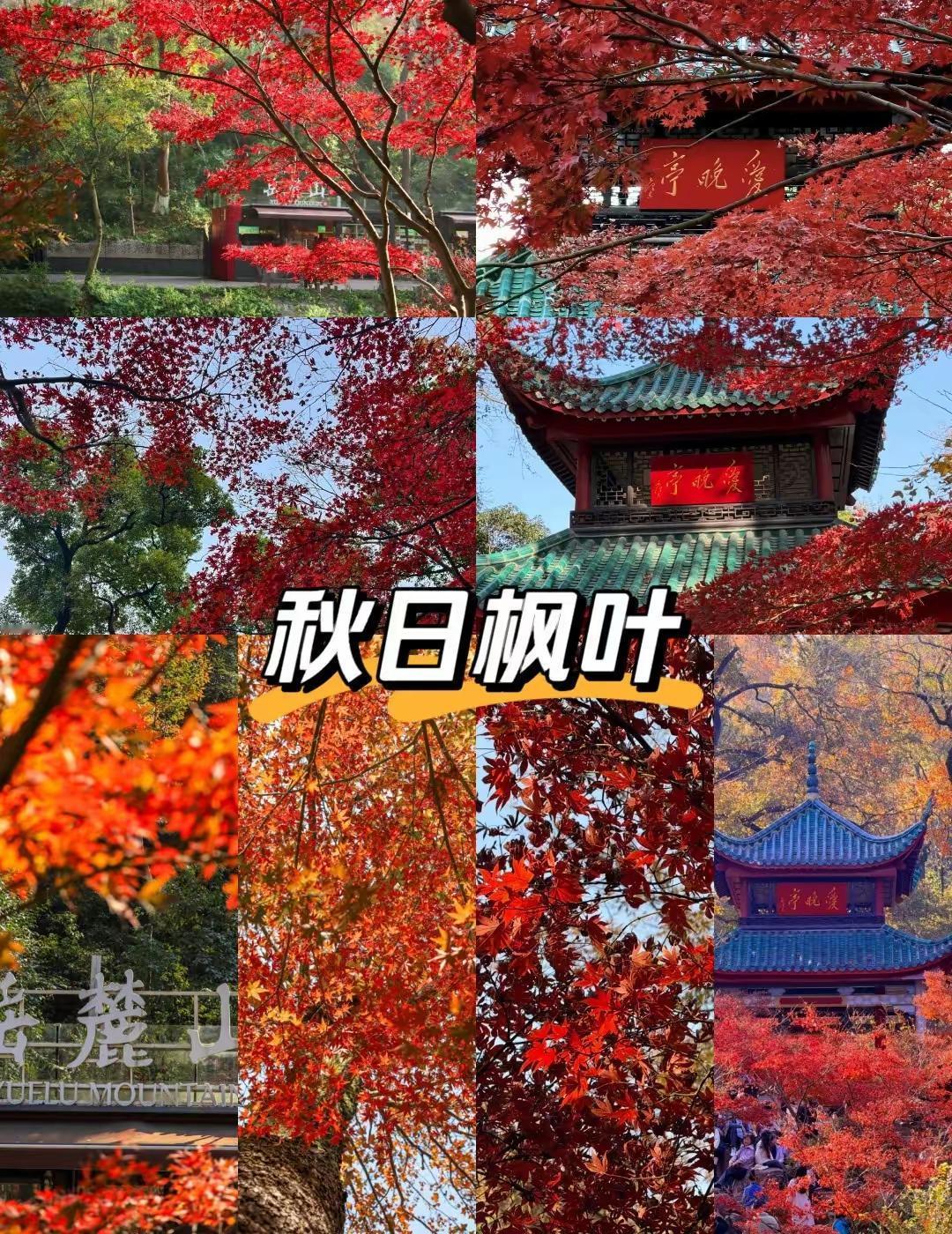 枫叶红于二月花，秋日胜似春光好。