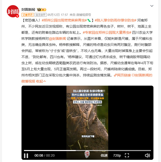 别人撑伞防雨你撑伞防虫近日河南郑州多个公园出现大量青色虫子，树叶、树干、地面上