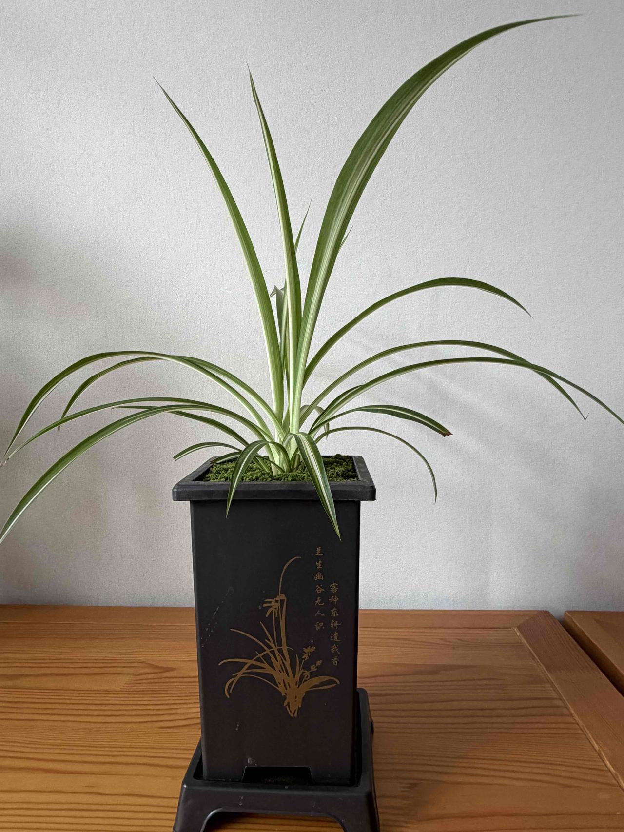 养一棵吊兰吧在所有的花卉中，吊兰应该是最常见最皮实的一款吧它非常好养护你对土