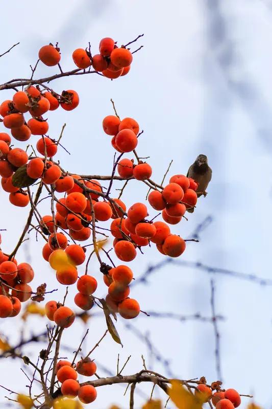 对联可是咱中华文化里超有魅力的玩意儿。看到“年年顺顺利利”求下联，我觉得“事事平