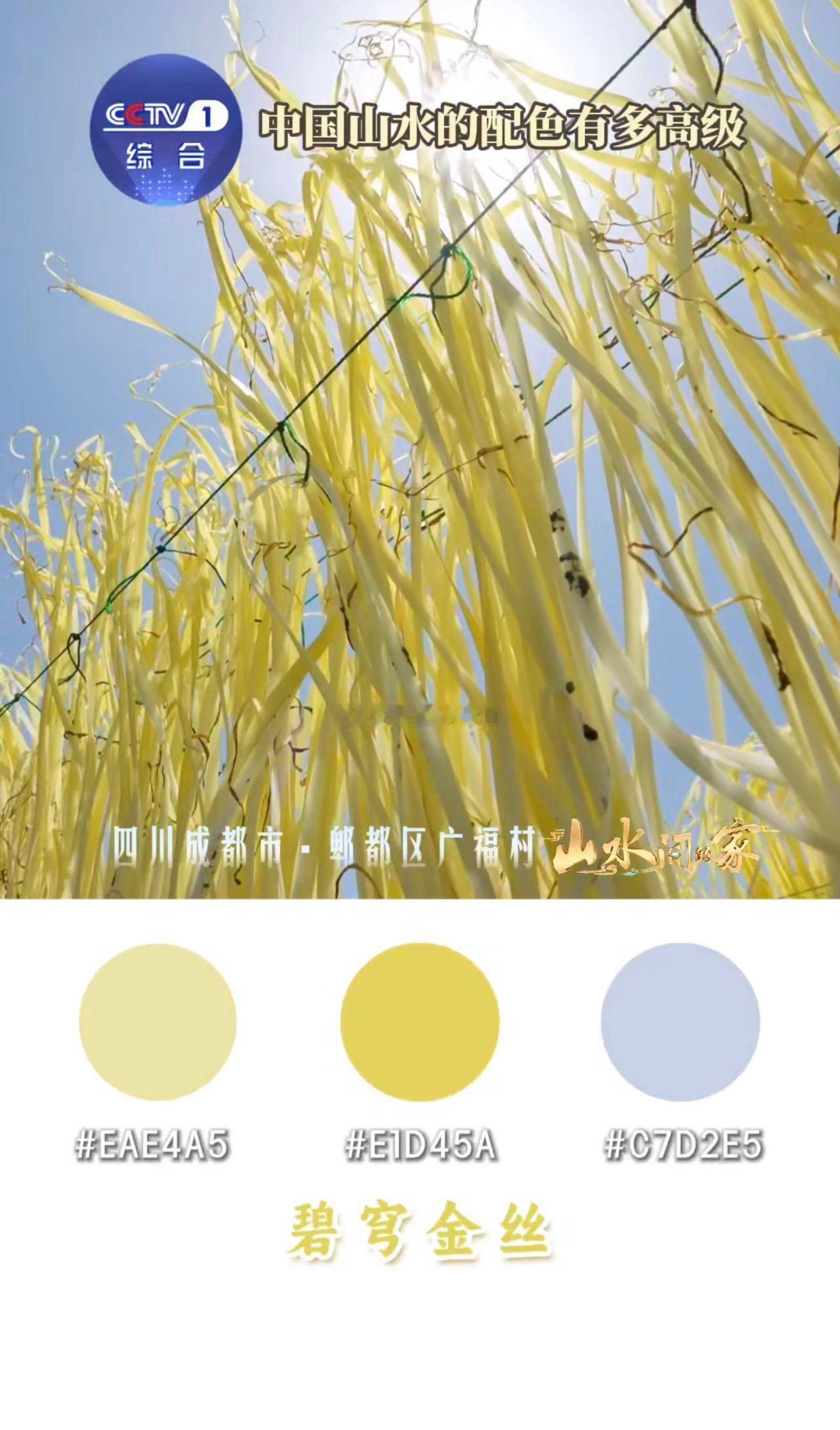 中国山水高级感配色老家后山的枫叶红了！深红枫叶夹着浅黄叶片，背景是黛青的山，这