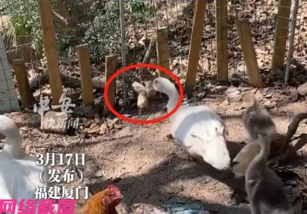 福建厦门有女子在自家的院子里，养了四十七只小鸡，结果女子看到有不对味的地方，小鸡
