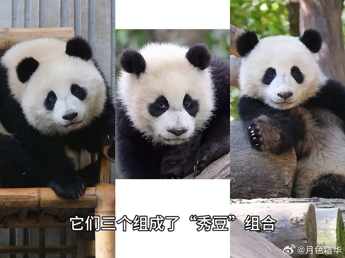 中间那个一看就感觉很能打……在一只熊猫崽脸上看到了睥睨天下的眼神。