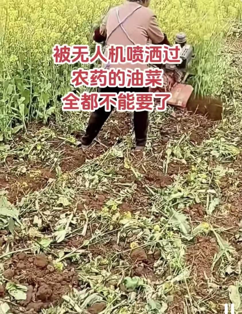 只因被陌生人用无人机喷洒了农药，为确保安全，拥有油菜花田的农户只能忍痛割掉油菜，