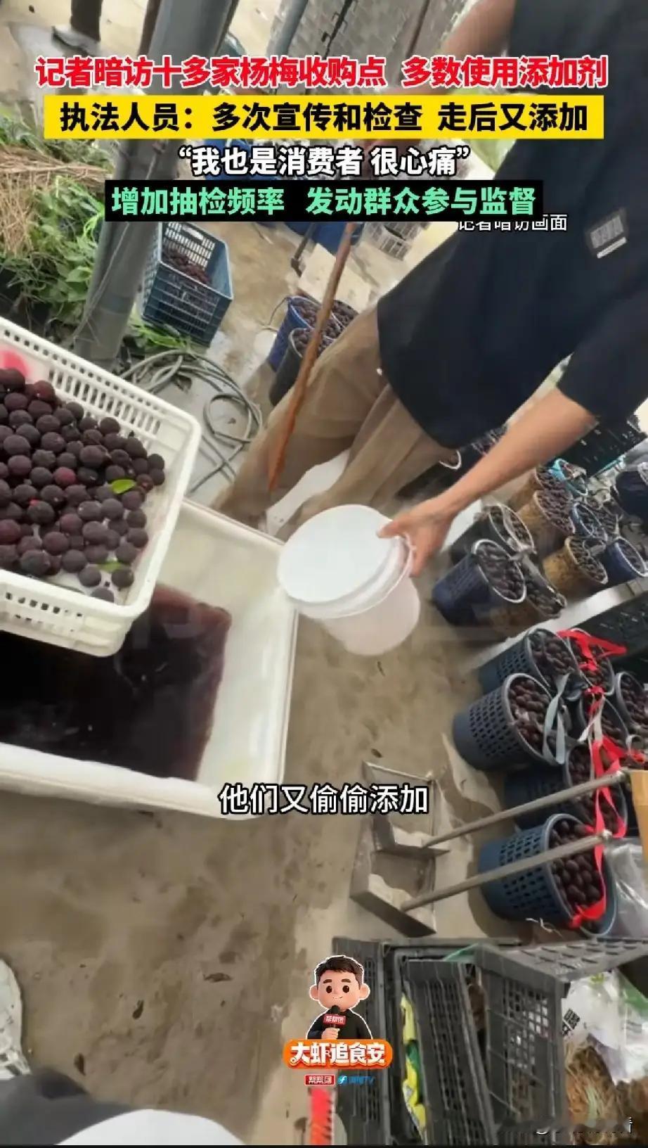 太气人了！今年的头茬杨梅还是先不要吃了！漳州杨梅收购点被曝乱加添加剂，执法人员走