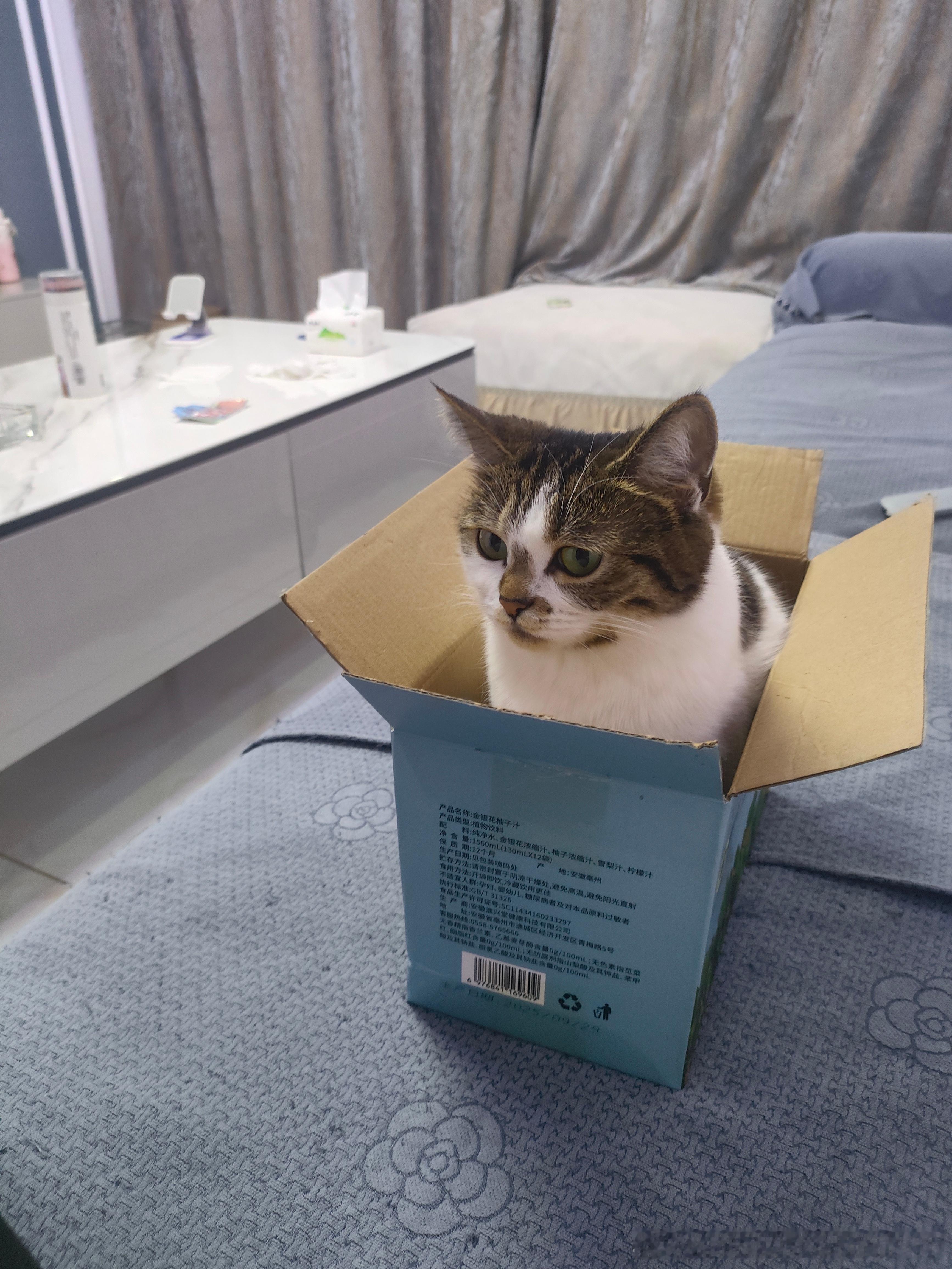 买的玩具鸟都不鸟一下！一个破纸箱子📦蹲在里面半个小时不出来！