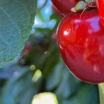 种植樱桃🍒的方法：一、种子种植将果核清洗干净放在阴凉处晾干再播种。播种时直接将