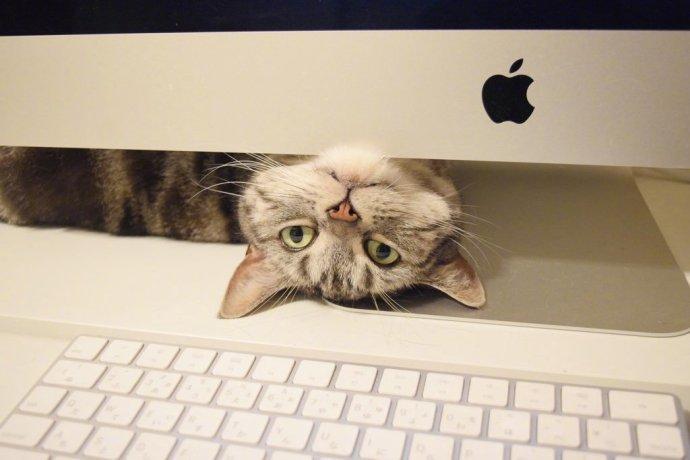 养猫真的很影响工作效率啊。。。