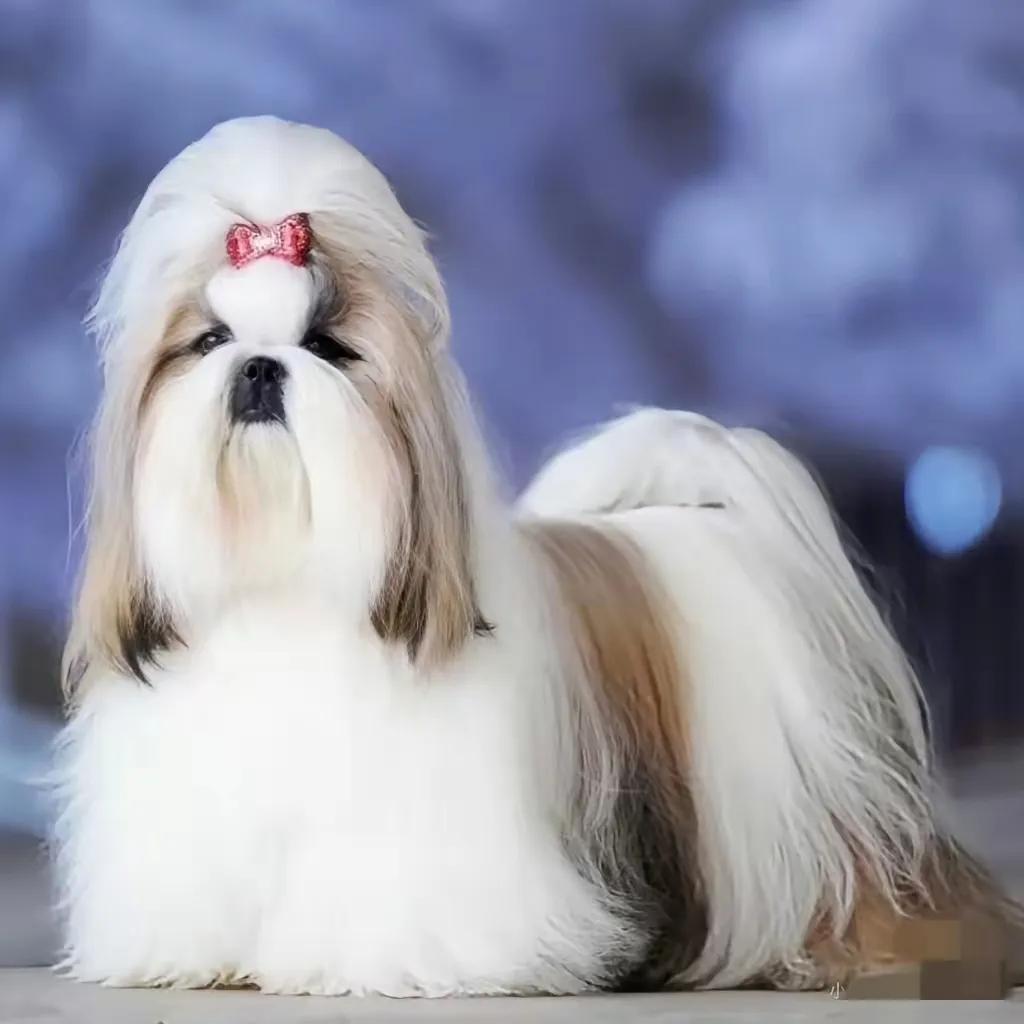 我一个养狗的朋友说真不怪霍思燕icon能拿奖她这狗品种是西施犬icon，养这