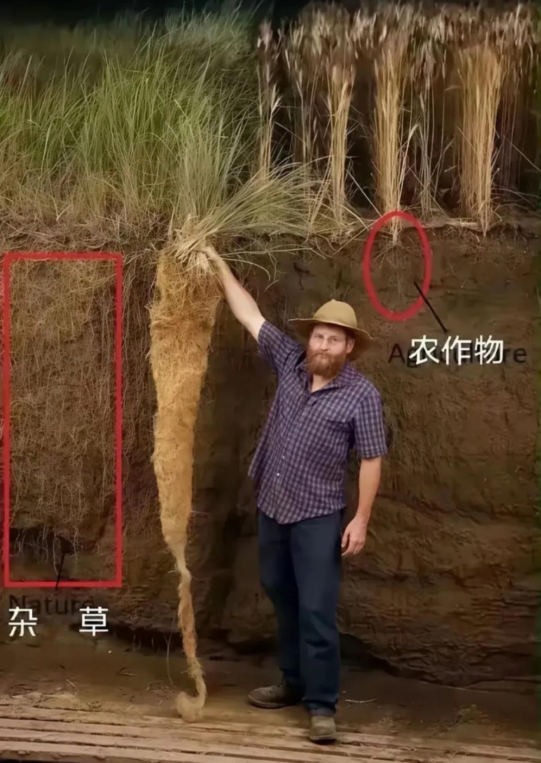 杂草的生命力顽强到了这种程度！