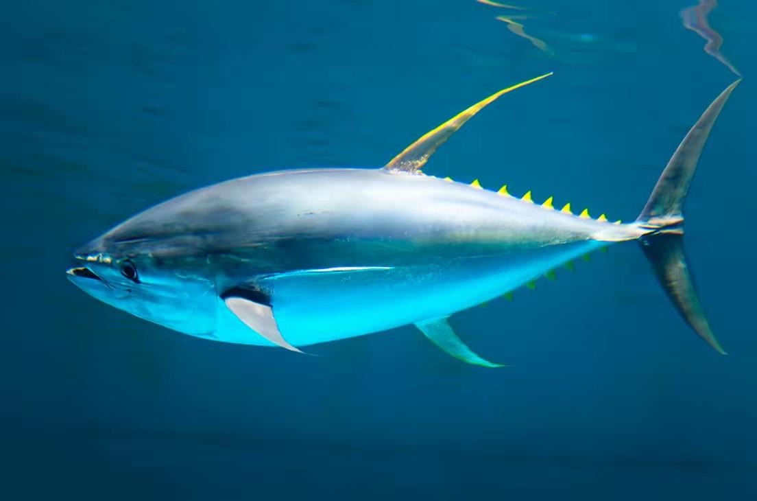 在咱们蔚蓝的海洋里，生活着这样一种“生物版的光子”。它一辈子都在游泳，哪怕睡觉也