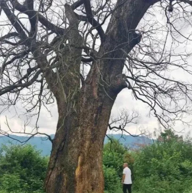 “纯属巧合？”江西赣州，一棵三四百年的古樟树突然枯死，巧合的是，同一时间，多个村