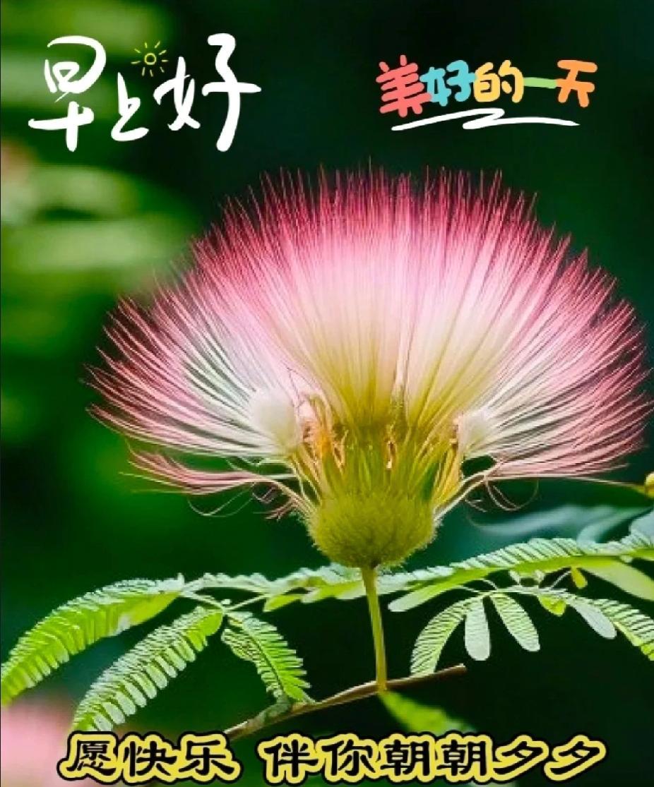 [玫瑰]早上好[玫瑰]愿快乐伴你朝朝夕夕，愿好运陪你岁岁年年。🌞[玫