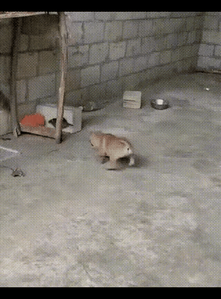 真是“狗拿耗子，多管闲事”！这小狗子的操作，直接把热心肠玩出了