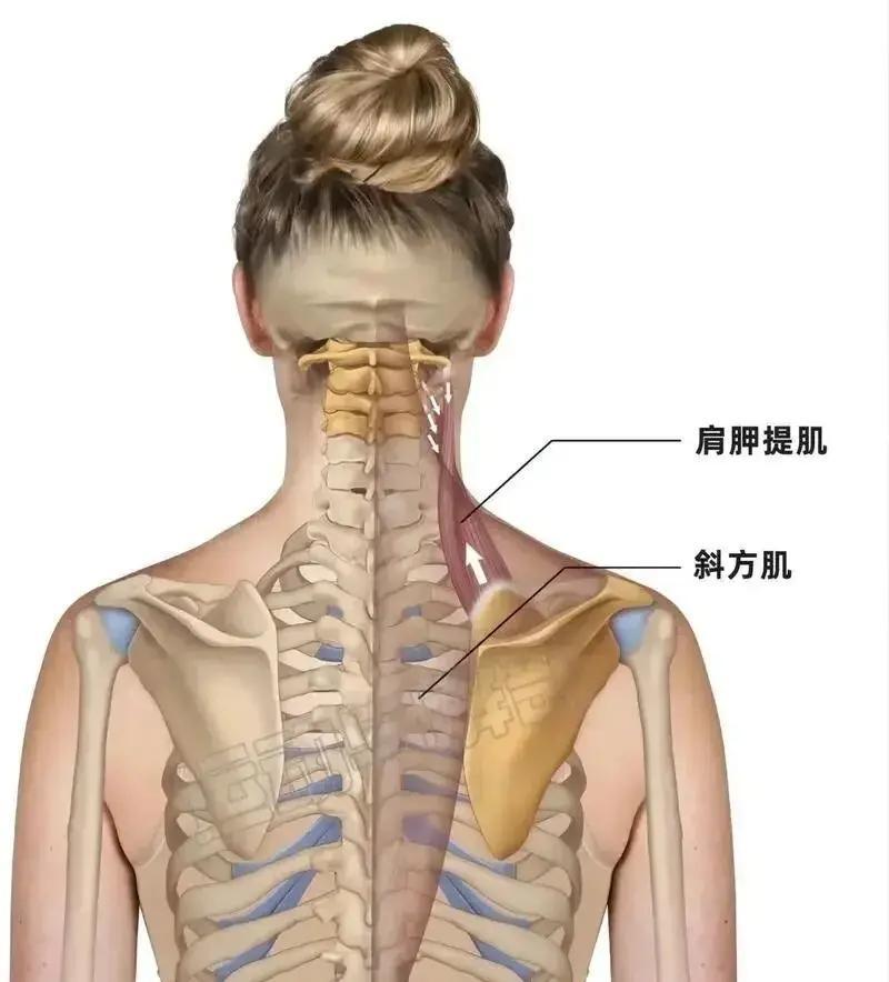 很多人刷手机、盯着电脑一整天，脖子根和肩膀内侧总觉得酸胀僵硬，转头抬胳膊都费劲，