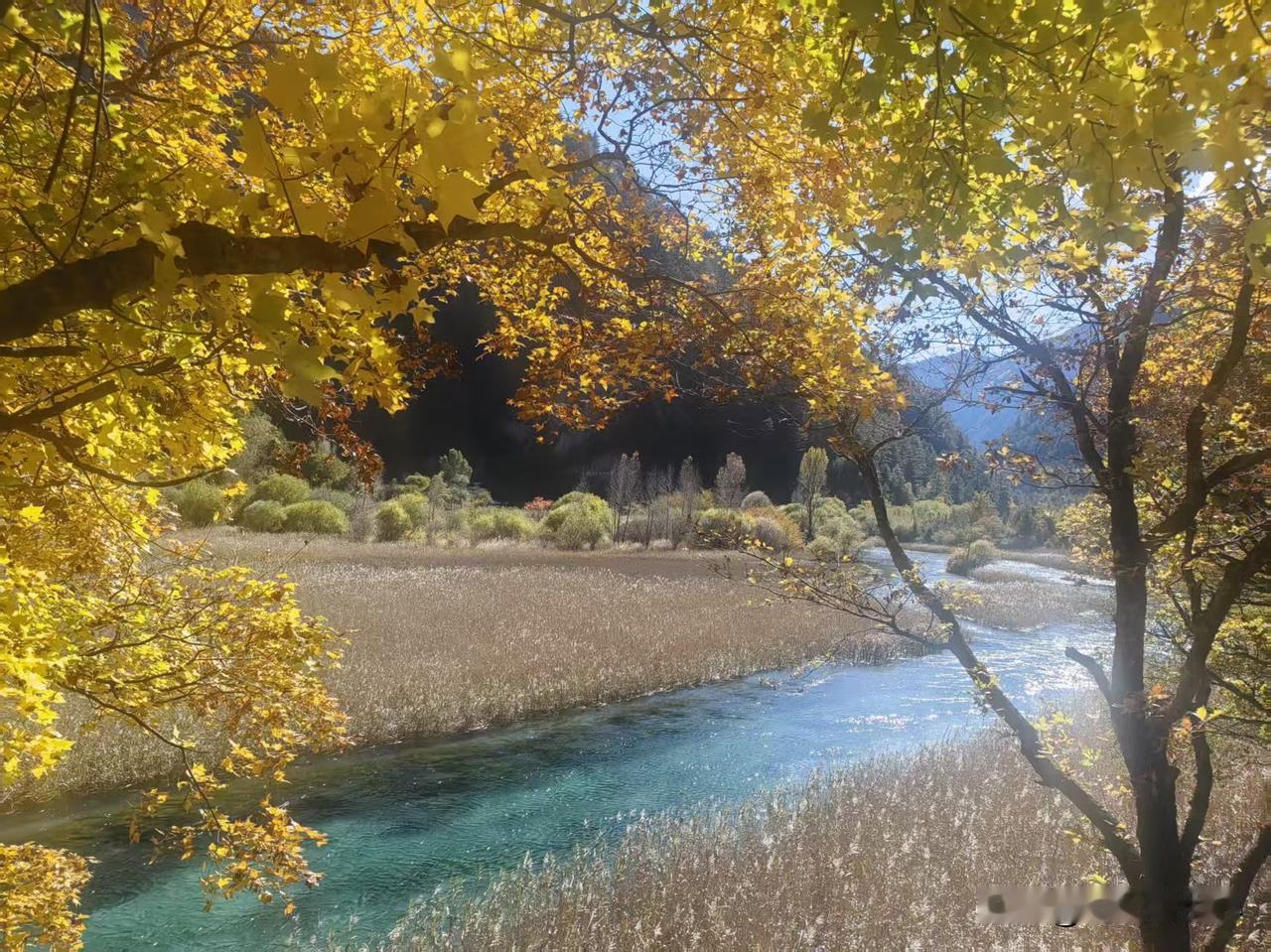 初冬的九寨沟，是上帝倾洒的调色盘，层林尽染，万山红遍，斑斓的彩林与澄澈的秋水相遇