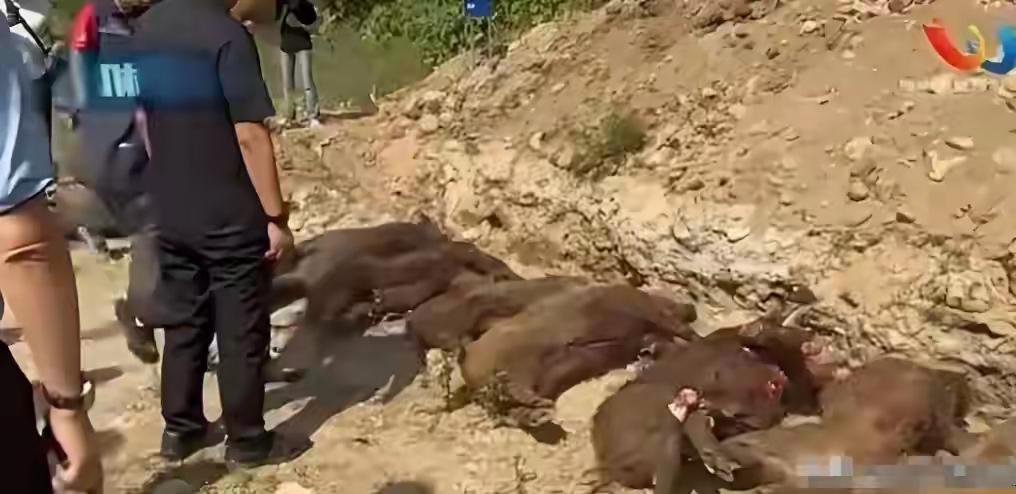 为民除害？陕西无人机挂箭打野猪，一晚射杀近20头，林业局回应专家们想的是“保种