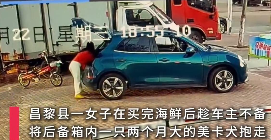 河北秦皇岛，一男子开店卖海鲜，将一条价值12800元的狗狗放在车子后备箱里，不料