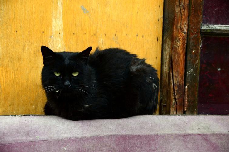 万物有灵！浙江，一小男孩从3楼窗台坠落，千钧一发之际，楼下蹲着的一只流浪猫突然弓