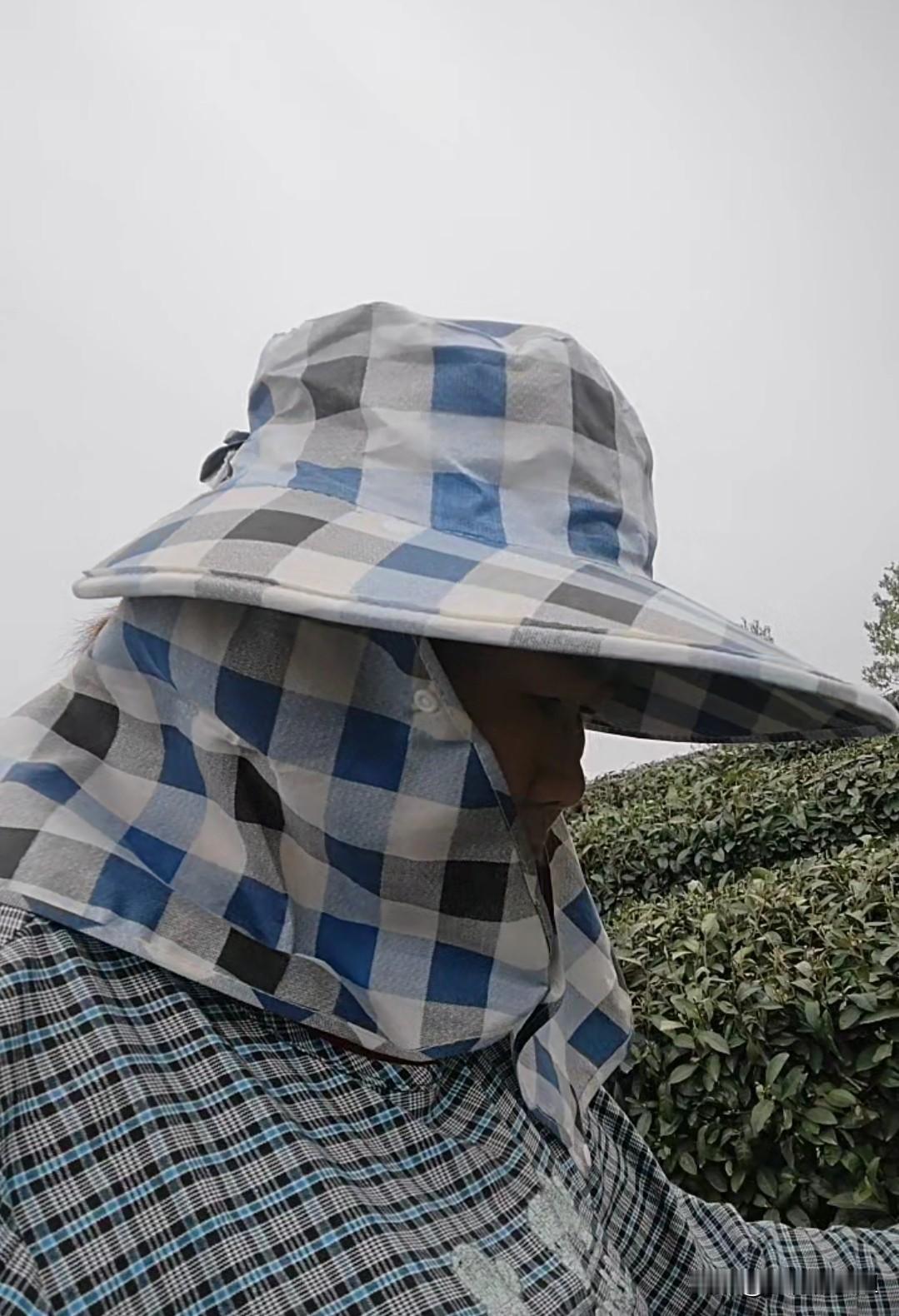 信阳毛尖采摘中唉，山上又没茶叶了，在茶丛中扒来扒去，像找一根丢失针，一天才找三