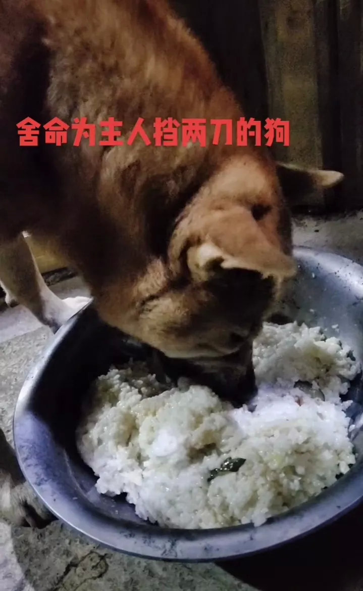 他的主人说:刚开始我以为只是养了一条狗，后来我才意识到我多了一个家人。这是一条为