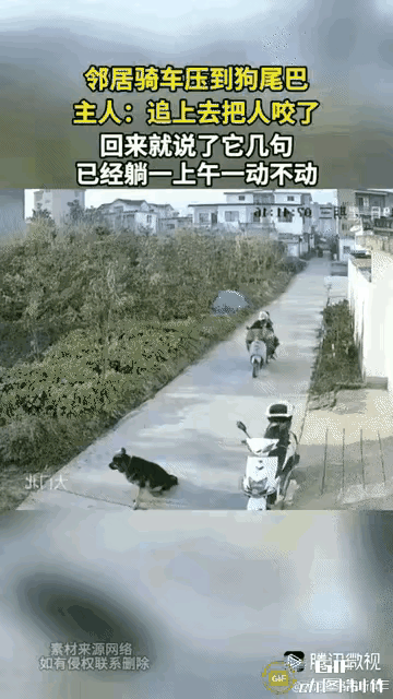 好狗不挡道你怪谁[捂脸哭]